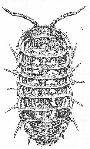 Obr. 5: Armadillidium pictum.