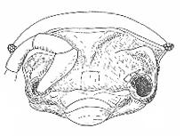Obr. 8: Armadillidium vulgare.