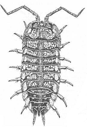 Obr. 11: Cylisticus convexus. a) celé tělo (Oliver, Meechan 1993), b) hlava, 1. pereionit (Gruner 1966), c) stočené tělo (Gruner 1966), d) noduli laterales na pereionitech (Gruner 1966), e) 5.