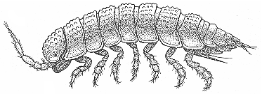 Obr. 12: Haplophthalmus danicus. a) celé tělo (Gruner 1966), b) celé tělo zboku (Gruner 1966), c) telson s uropody (Edney 1954), d) hlava (Edney 1954), e) 7.