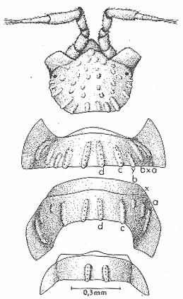 Obr. 13: Haplophthalmus mengii. a) celé tělo (Oliver, Meechan1993), b) telson s uropody (Edney 1954), c) pleon (Dahl 1916) d) hlava, 1. a 7. pereionit, 3.