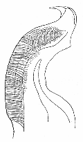 Obr. 14: Hyloniscus mariae. a) antena (Frankenberger 1959), b) antena (Frankenberger 1959), c) násadec anten (Radu 1983), d) 7. pereiopod (Frankenberger 1959), e) 1.