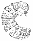 Obr. 21: Paraschizidium roubali.