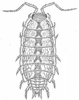 Obr. 22: Philoscia muscorum. a) celé tělo (Gruner 1966), b) hlava zepředu (Gruner 1966), c) hlava svrchu (Wachtler 1937), d) antena (Sutton 1972), e) 1. a 2.