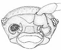 Obr. 29: Porcellionides pruinosus. a) celé tělo (Webb, Sillem 1906), b) hlava, 1.
