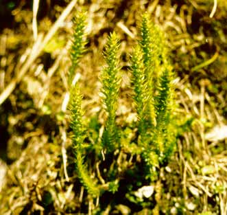 Terofyty Rostliny s životním cyklem v průběhu jediné vegetační sezóny Polní plevele,