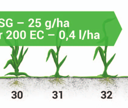 SPEKTRUM ÚČINNOSTI Dávka: 0,6 l/ha Plevele citlivé: chrpa modrák, ptačinec prostřední, konopice polní, svízel přítula, opletka obecná, kokoška pastuší tobolka, penízek rolní méně citlivé plevele: