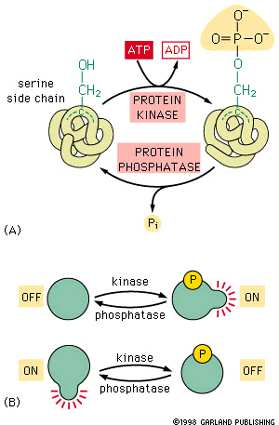 Reverzibilní kovalentní modifikace: A) fosforylace proteinkinázou defosforylace proteinfosfatázou B) fosforylovaný enzym je buď aktivní nebo inaktivní (různé