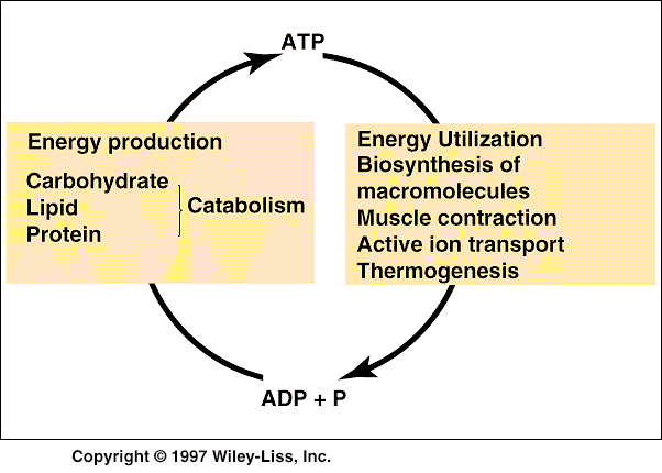 Produkce energie katabolismus sacharidů lipidů proteinů Využití energie syntéza makromolekul svalová kontrakce aktivní transport iontů termogeneze