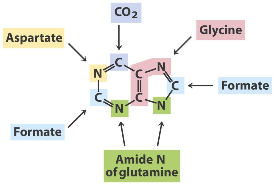 Metabolismus nukleotidů - monomerní jednotky nukleových kyselin - makroergické sloučeniny pro pohánění endergonických pochodů - regulační sloučeniny - složky koenzymů (NAD +, NADP +, FMN,