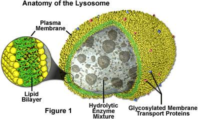 Lysozomální trávení Lysozomy jsou organely obsahující kyselé hydrolasy Vznikají z raných endosomů odvozených z Golgiho aparátu Odděleny membránou mohou mít odlišné ph (typicky ph