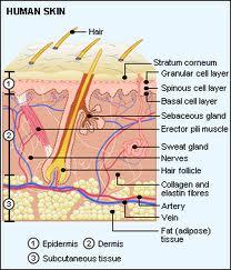 Dermální absorpce Kůţe 3 mm (3 vrstvy) Epidermis 0.1 0.