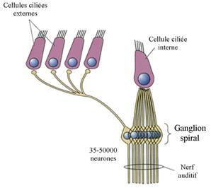 Inervace vláskových buněk Vnější vláskové buňky = 10 000-12 000 Vnitřní
