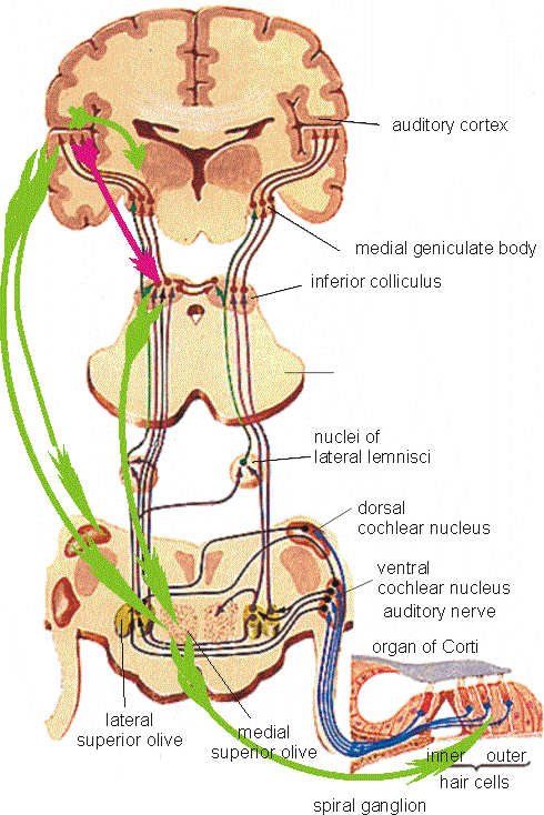 Kortico-tektální dráha sluchová kůra corpus geniculatum mediale