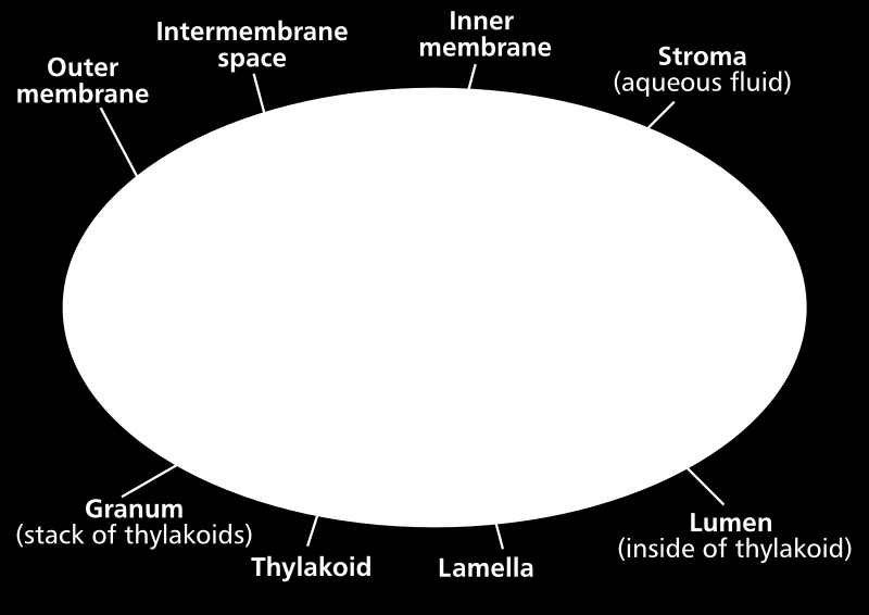 Chloroplast dvojitá membrána tylakoidy granum stroma Funkce chloroplastů? Scheme Chloroplast-en. In:. Wikipedia: the free encyclopedia [online]. San Francisco (CA): Wikimedia Foundation, 2011 [cit.