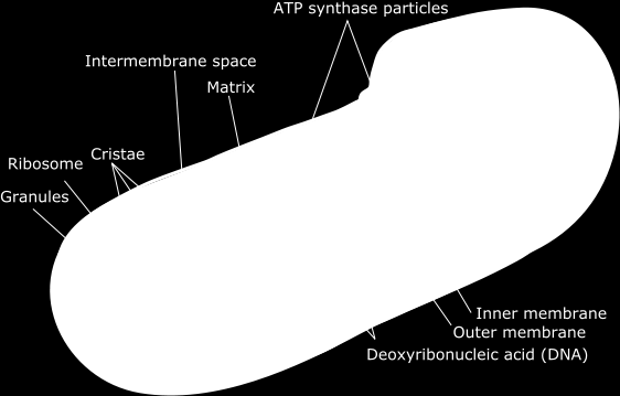 Mitochondrie dvojitá membrána vnitřní je zřasena v 1 buňce několik set Funkce mitochondrií? Animal mitochondrion diagram en.