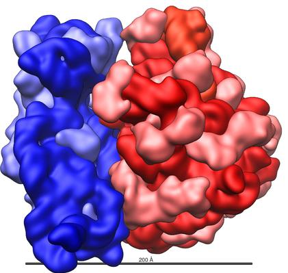 Ribozom tvořen r-rna a bílkovinami v poměru 1:1 2 podjednotky Funkce? Ribosome shape. In: Wikipedia: the free encyclopedia [online].