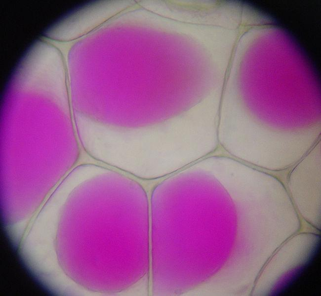 tvar a velikost se mění během vývoje u dospělé buňky je jen 1 vakuola rozklad látek ukládání zásobních látek zásobárna vody soubor vakuol - vakuom Vakuola Rhoeo Discolor - Plasmolysis.