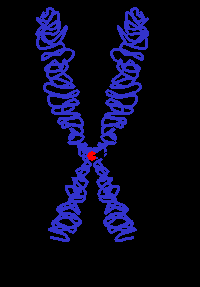 Eukaryotní chromozom DNA a bílkoviny pozorovatelné pouze před buněčným dělením 2 chromatidy spojené centromerou Přiřaďte k číslům na obrázku : Chromatida Centromera krátké rameno chromatidy dlouhé