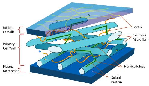 Plant cell wall diagram. In:. Wikipedia: the free encyclopedia [online].