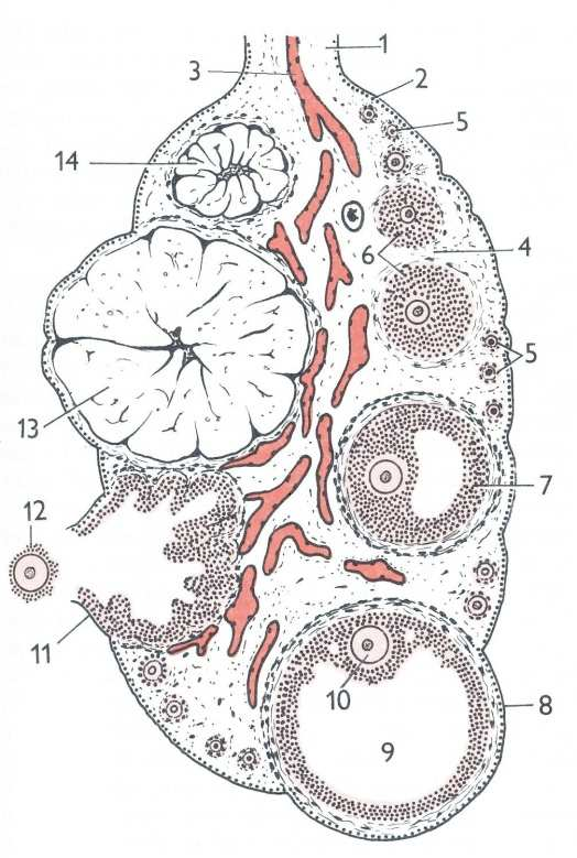 1.1.1 Vaječník (ovarium) Vaječník je párová samičí pohlavní žláza, která vytváří samičí pohlavní buňky - vajíčka (ovum) a pohlavní hormony estrogen a progesteron.