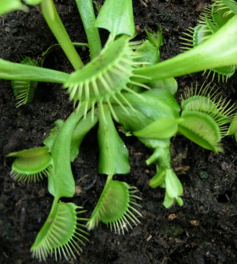 Mikropropagace sukulenty Dionaea