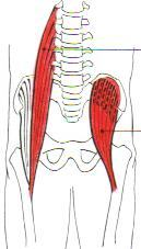 M. psoas M. iliacus Flexory kyčle M. vastus lateralis M. vastus intermediu M.