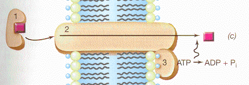 Electrogenic or Hydrogen or Proton Pump * It transports hydrogen ions out of the cell. * The change of charge in the cells allows for the storage of ATP.