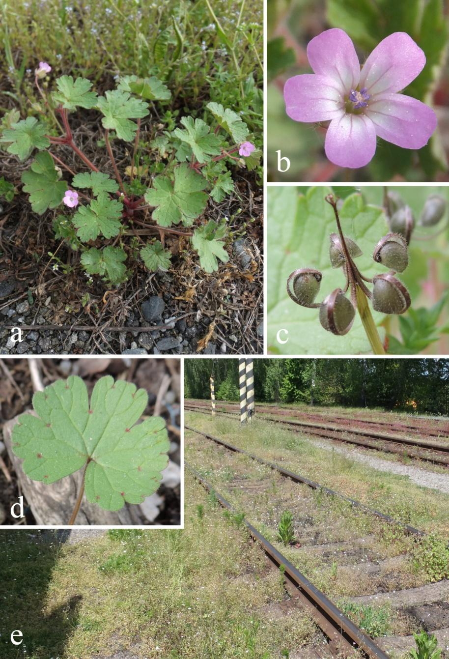 Obr. 1. Kakost okrouhlolistý (Geranium rotundifolium): a rostlina, b detail květu, c semenná pouzdra, d list, e typické stanoviště kolejiště (10.V.