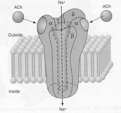 RECEPTORY NA IONTOVÝCH KANÁLECH ( ionotropní receptory ) Nikotinový receptor -