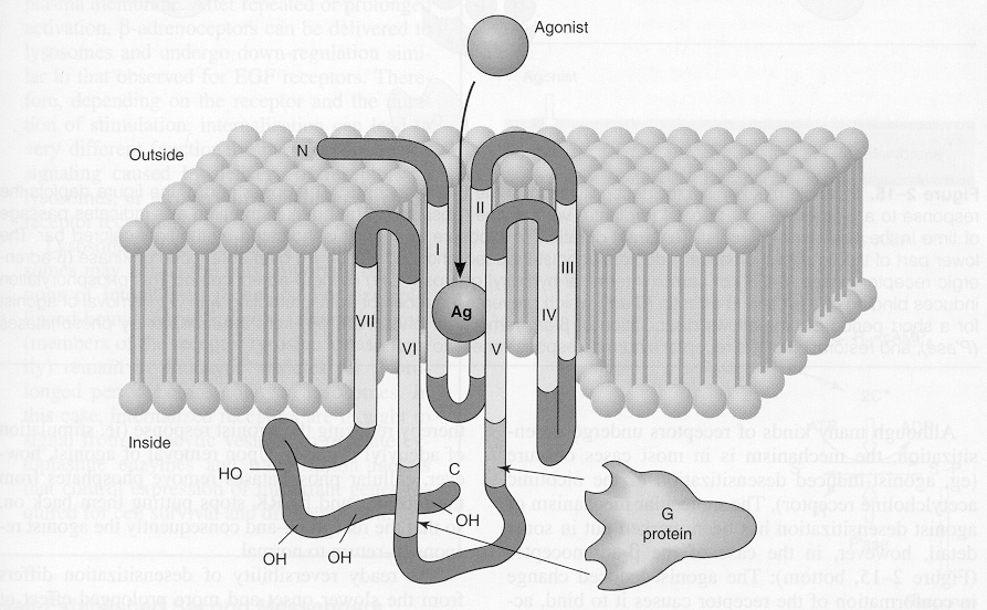 RECEPTORY SPŘAŽENÉ S G PROTEINY sedminásobný průnik membránou, extracelulární část (NH2
