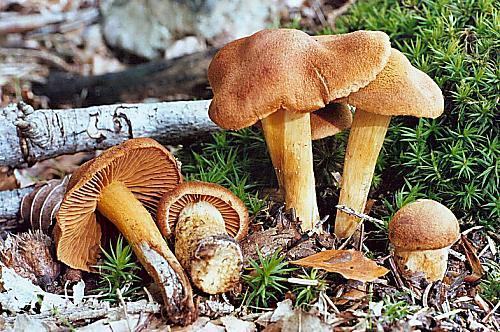Macrolepiota - bedla Mohutné houby, hojně rostoucí v letních měsících.