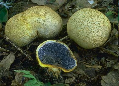 Řád: BOLETALES Boletus - hřib Bohatý rod; masité houby s rourkovitým hymenoforem, které jistě nemusím dále představovat. Dovnitř rourek vyrůstají basidie a z nich se uvolňují basidiospory.