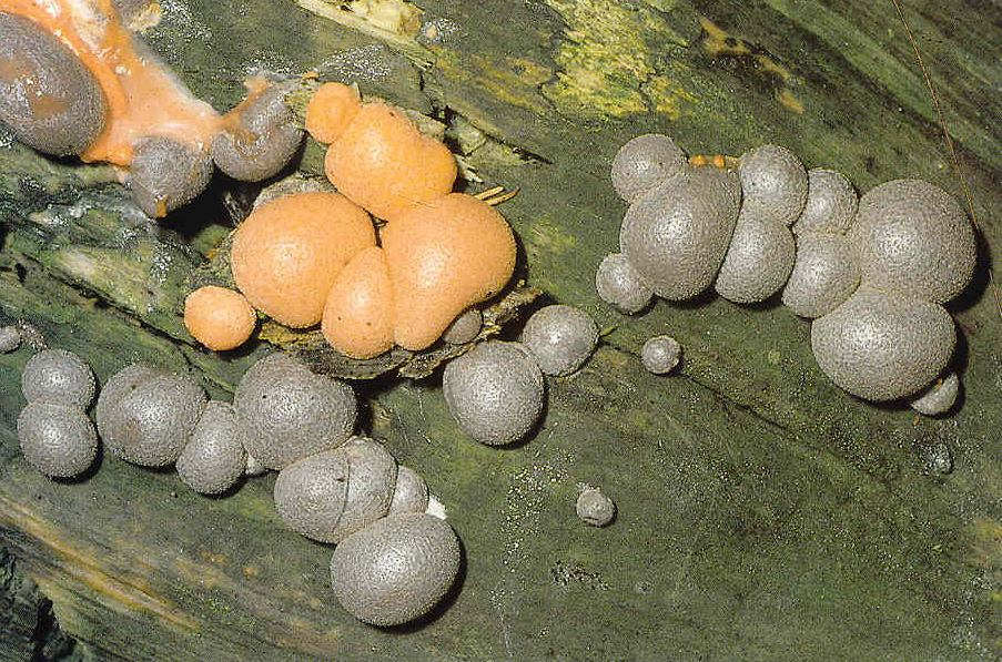 Oddělení: CERCOZOA (MYXOMYCOTA, MYXOPROTISTA) - HLENKY (oddělení příbuzné některým prvokům, nepatří mezi houby) Třída: PHYTOMYXEA Řád: PLASMODIOPHORALES Plasmodiophora Parazité cévnatých rostlin.