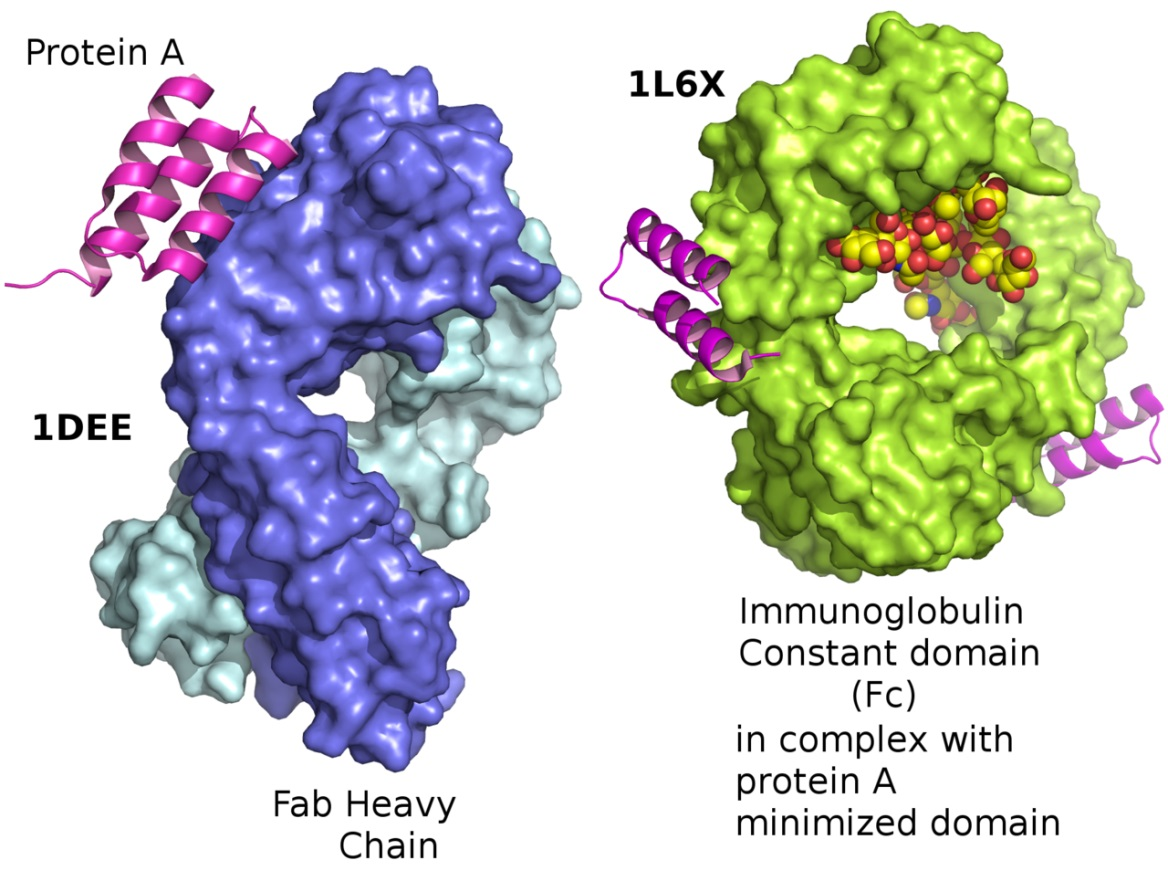 protein A Staphylococcus aureus protein G Streptococcus purifikace: