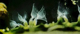 Ectoprocta (Bryozoa) mořské i sladkovodní asi 5 000 druhů, v Jadranu asi 140 druhů zoidi kolem mm, kolonie kolem m potravu