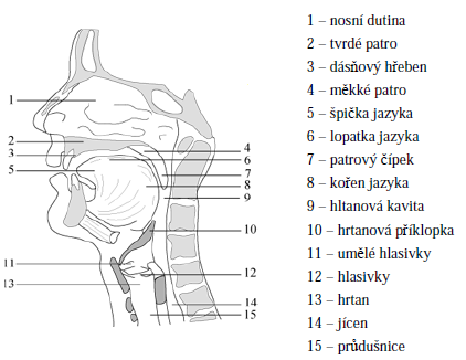 Hlas Anatomie vokálního traktu Lidský hlas je tvořen v dýchací soustavě zobrazené na obr. 1. V souvislosti s tvorbou hlasu mluvíme o dýchacím ústrojí jako o hlasovém akustickém systému. Obr.