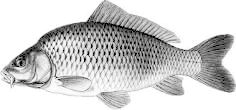 Hlaváč a kol. / Bulletin VÚRH Vodňany 48, 2012/4, 31 56 Obr. 2. Retence dusíku u ryb (Jirásek a kol., 2005, upraveno). Fig. 2. Nitrogen retention in fish (adapted from Jirásek a kol., 2005).