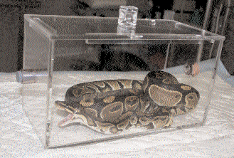 Benigní chondromy průdušnice u krajty královské (Python regius) J. HNÍZDO, 1 O. HES, 2 V. HONSA, 3 L.