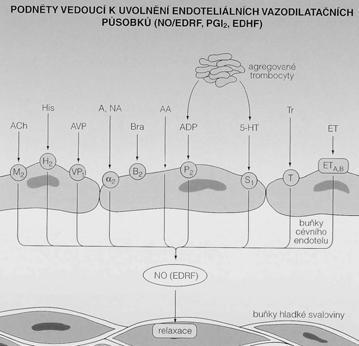 Cévní endotel Klíčové postavení v ochraně cévní stěny před aterosklerotickými změnami Kontrola permeability Kontrola optimálního průtoku