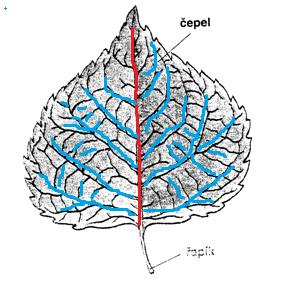 1) Popiš části listu, když víš, že: a) Čepel je plochá část listu, která obsahuje zelené barvivo nutné k fotosyntéze b) Řapík připevňuje čepel ke stonku c) Žilnatina je struktura uvnitř čepele, která