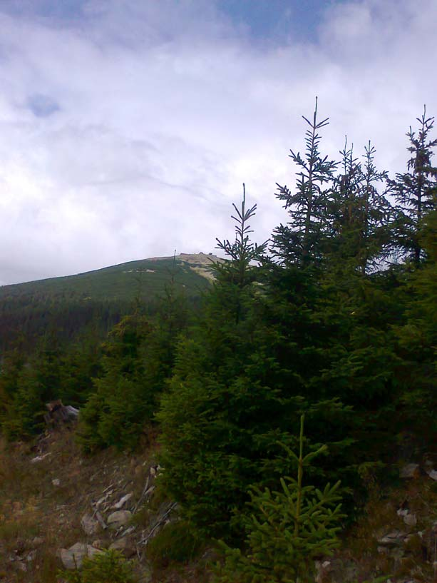 Stabilizace porostů na kalamitních plochách Stabilizace lesních ekosystémů vyšších horských poloh (nad 1000 m n. m., tj. 8. LVS a část 7.