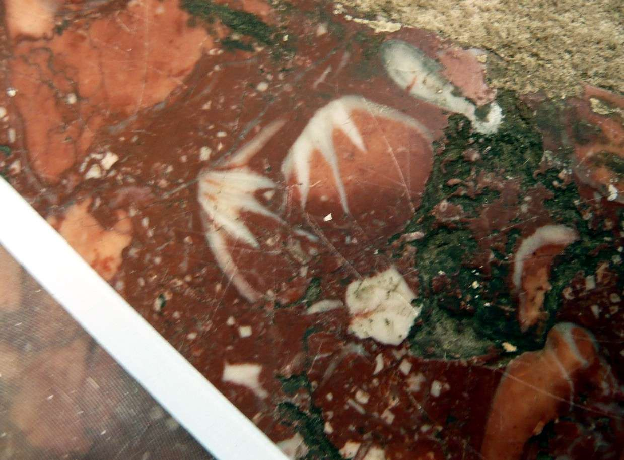 Brachiopódy a
