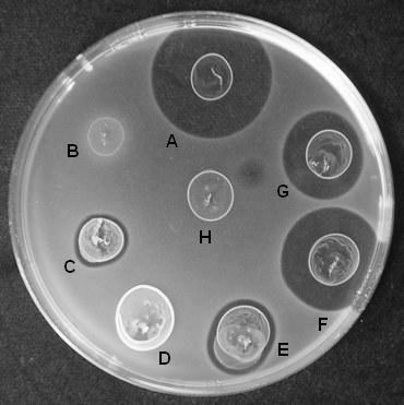 Obr. 1 Antibakteriální aktivita za použití indikátorového kmene Lactobacillus sp. T7, živé buňky: A EN3, B EN5, C EN7, D EN8, E EN10, F EN14, G EN15, H Lbc.