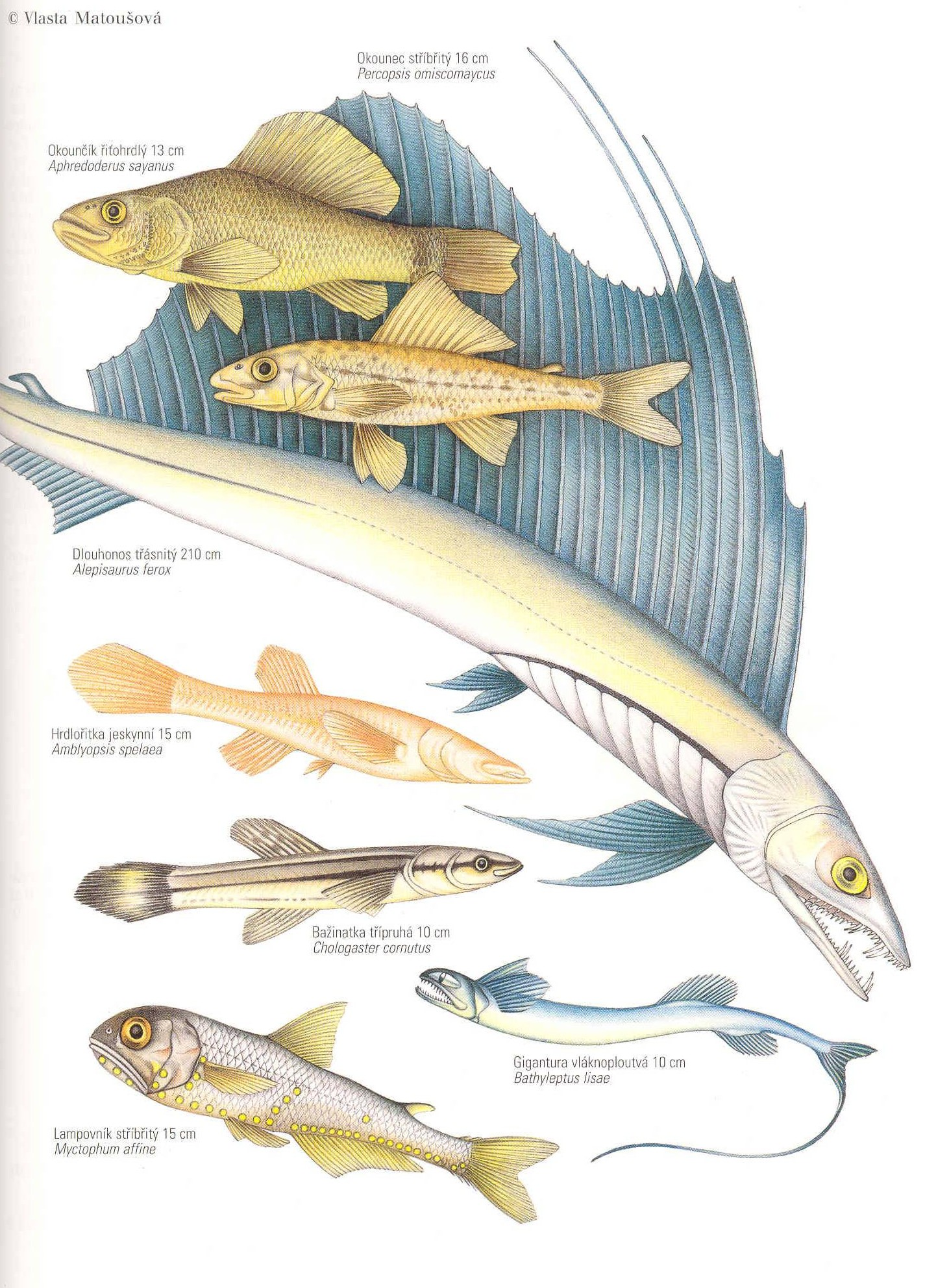 Řád: HLUBINOVKY Myctophiformes nejvýznamnější skupina hlubokomořských ryb.