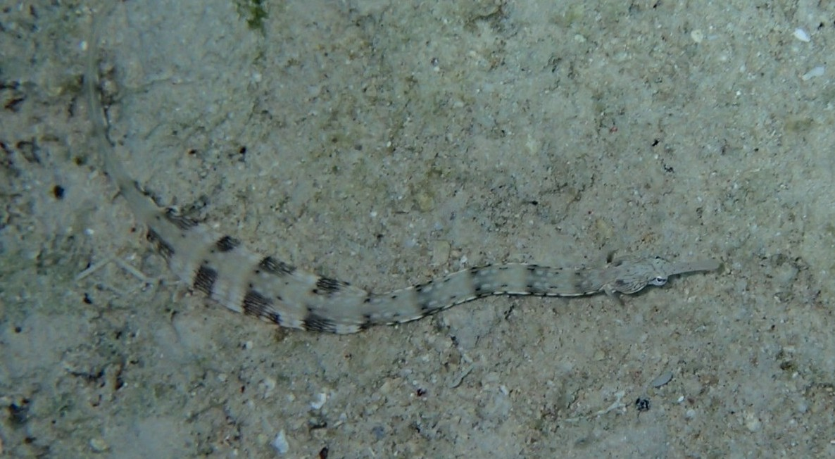 Jehla počmáraná Corythoichthys intestinalis