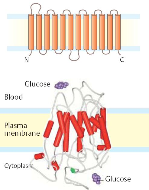 Transport Glc do buněk usnadněná difúze GLUT po konc.