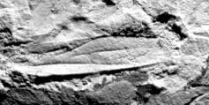 Class Insecta Type: Holotype 5/1964 figured by Kukalová (1965, Fig. 6, Pl. 3, Figs. 3, 4) deposited at the Paleontological Institute of Charles University, Prague.