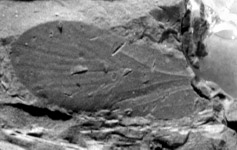 Class Insecta Type: Holotype 170/1962 figured by Kukalová (1963a, Fig. 17, Pl. 10, Fig. 3) deposited at the Paleontological Institute of Charles University, Prague. 1963a? Permodelopterum lepidum n.