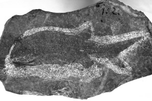 Class Osteichthyes, Subclass Actinopterygii Fig. 231. Aeduellidae Romer, 1945. Whole specimen NHMW 1901/VII/6. Ko Èálov, whitened, x1.5. FAMILY AMBLYPTERIDAE ROMER, 1945 GENUS AMBLYPTERUS AGASSIZ, 1833 Amblypterus vratislaviensis (Agassiz, 1833 43) (Fig.